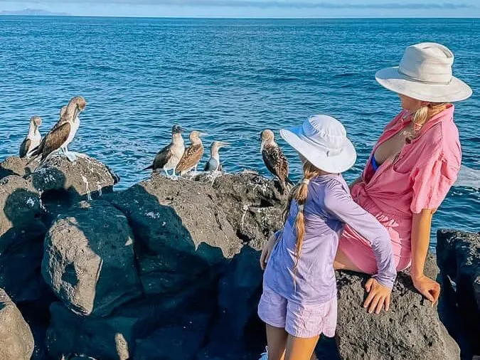 A family watching blue-footed boobies by the sea
