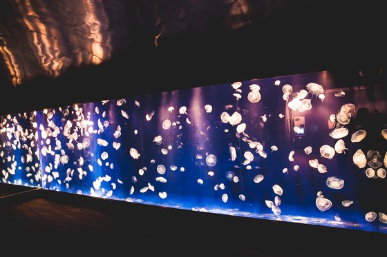 10 Reasons To Visit Chattanooga With Your Family This Spring 10 Reasons To Visit Chattanooga With Your Family This Spring