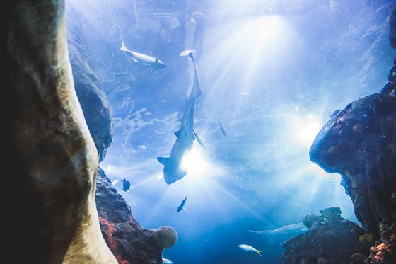 10 Reasons To Visit Chattanooga With Your Family This Spring 10 Reasons To Visit Chattanooga With Your Family This Spring