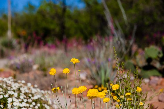 5 Days In Southwestern Arizona