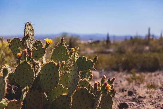 5 Days In Southwestern Arizona