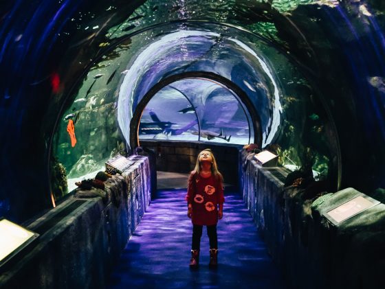 10 Attractions For Families At The Mall Of America