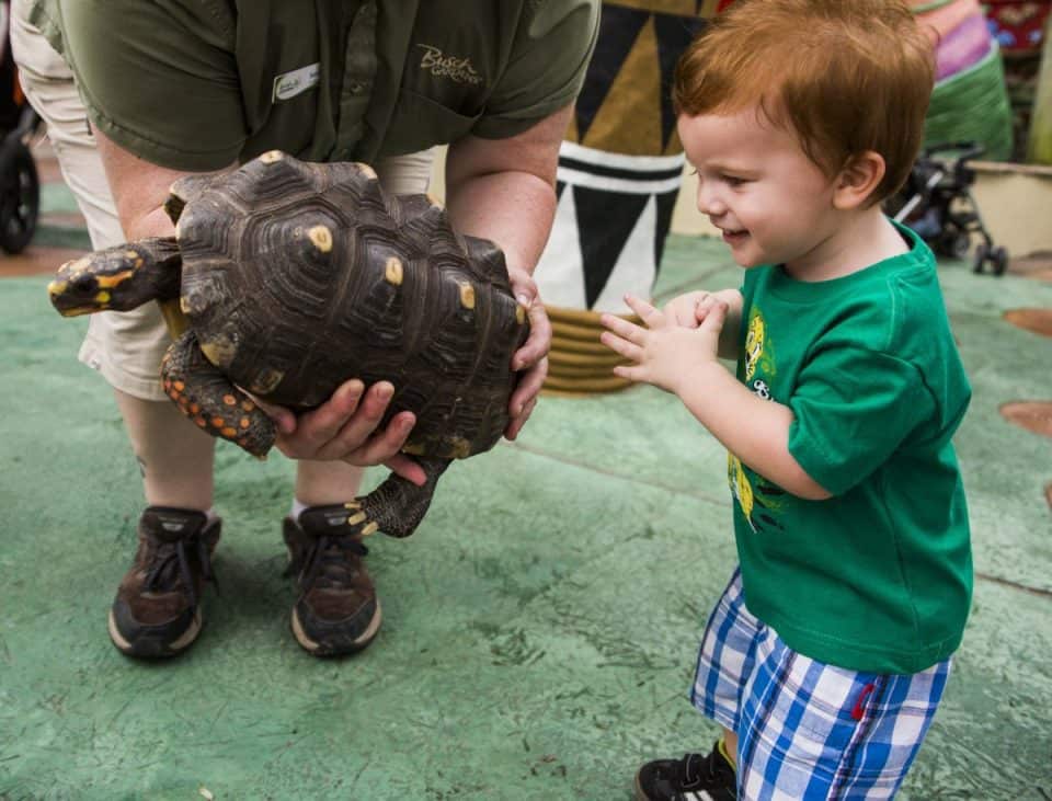 Springtime Family Fun At Busch Gardens Tampa Bay Springtime Family Fun At Busch Gardens Tampa Bay