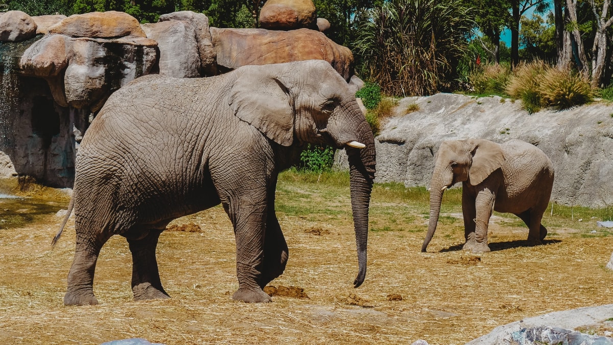 8 Things To Do In Washington Dc With Kids