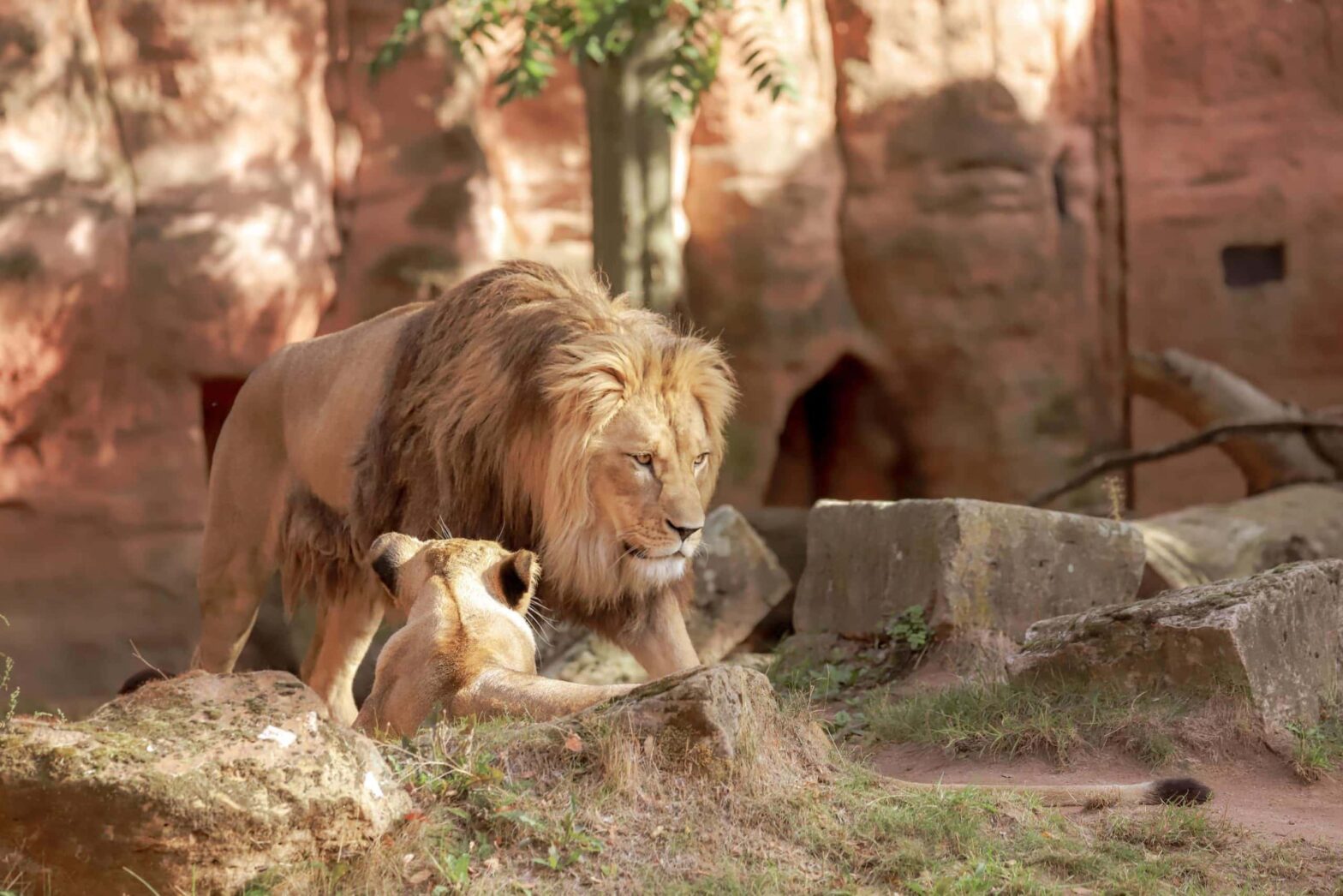 every-avenue-travel-best-zoos-in the world