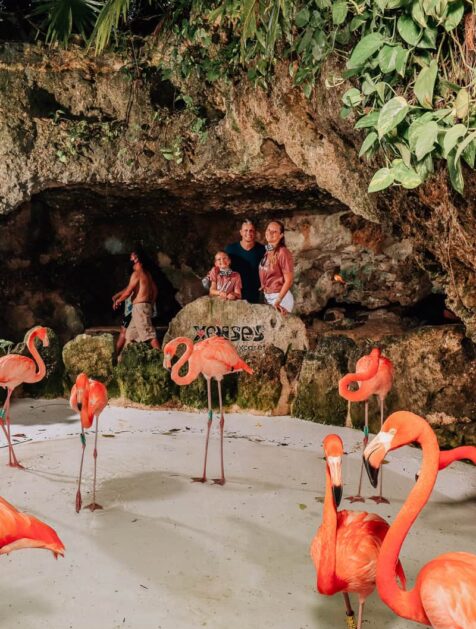 {{brizy_dc_image_alt imageSrc=